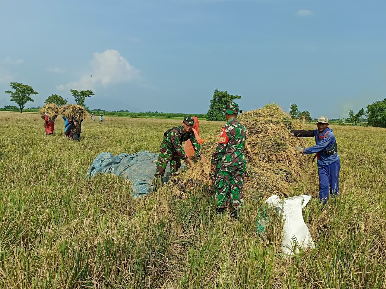 Babinsa Koramil 0823-01/Kota Dorong Ketahanan Pangan Lewat Pendampingan Petani di Kelurahan Dawuhan