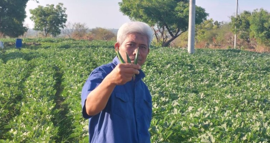 Dari Tandus Jadi Berkah: Desa Curah Cottok Situbondo Sulap Bukit Gersang Jadi Kebun Okra untuk Ekspor