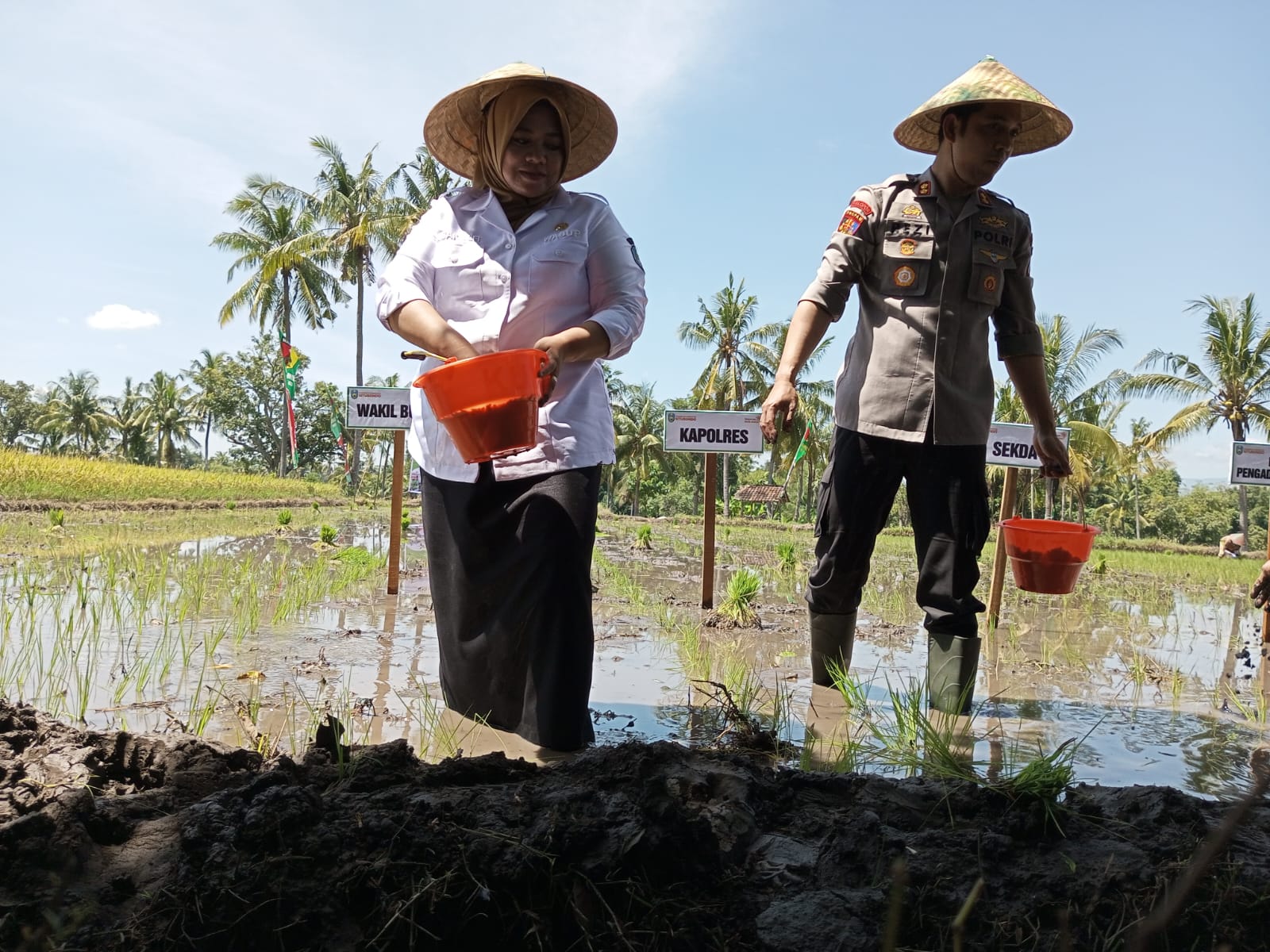 Dukung Swasembada Pangan, Mbak Ulfi dan Forkopimda Situbondo Tanam Padi Bersama Presiden Prabowo