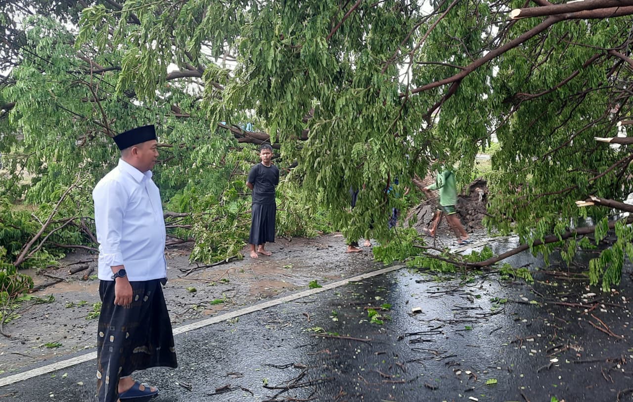 Gerak Cepat Bupati Rio Atasi Pohon Tumbang, Arus Lalu Lintas Pantura Situbondo Kembali Lancar
